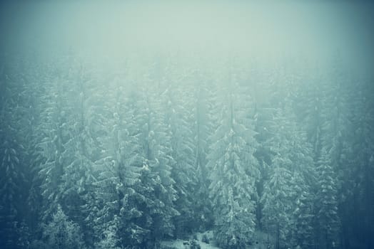Frozen Forest Landscape Covered by Fog. Nature Photo Background. Winter Season Backdrop.