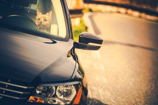Leaving Dog in a Car During Hot Day Concept Photo. Pet Care When in Travel.