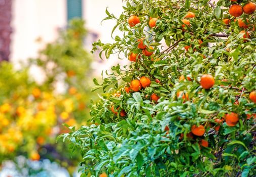 Mandarin Trees of Italian Riviera. Trees Full of Fruits. Italy, Europe.
