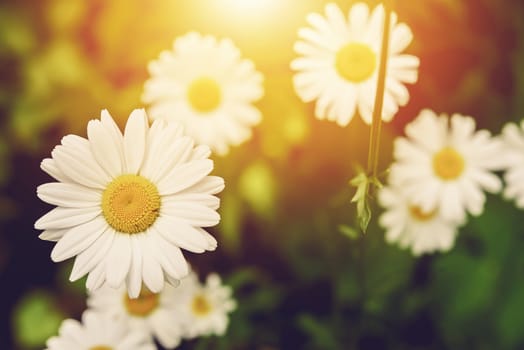 Flowering Sunny Spring. Spring in the Garden. Beautiful Daisies.