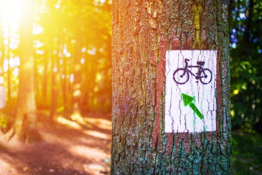 Forest Bike Trail Painted Sign on the Large Tree. Summer Recreation. Biking Theme.