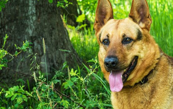 Adult German Shepherd Outdoor Portrait.