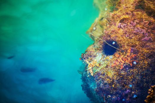 Mediterranean Sea Life Closeup Photo. Underwater Marine Life.