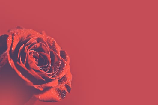 Red Rose Background. Red Burgundy Background with Rose. Copy Space.
