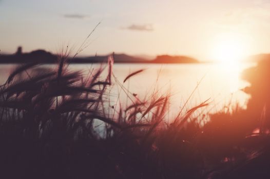 Scenic Lake Sunset and the Swinging Grass. Nature Photo Background.