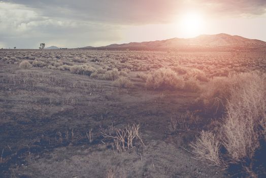Arizona Raw Desert Landscape During Sunset. Arizona State, United States of America.