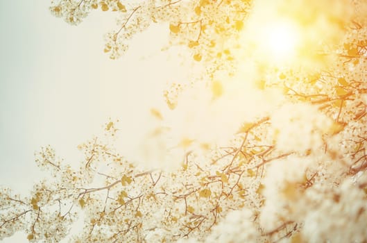 Blossom Spring Photo Background. Flowering Tree Branches.