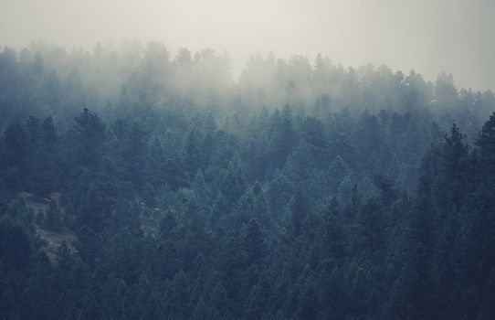 Colorado Foggy Hills. Colorado Forest Covered by Clouds. 