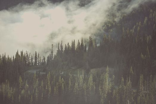 Foggy Wilderness Forest. American North West Olympic Peninsula Mountains Covered By Clouds. Washington State, United States of America.