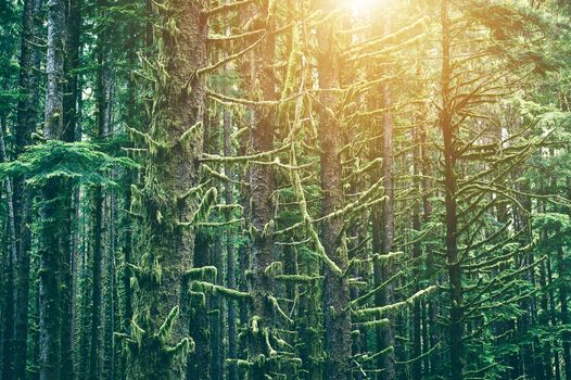 Mossy Northwest Forest. Washington State Olympic Peninsula Scenic Rain Forest.