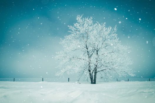 Scenic Winter Landscape with Lonely Tree Covered by Snow and Ice. Cool Blue Winter Season Scenery.