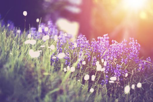 Spring Wildflowers Sunset Scenery. Beautiful Mountain Wildflowers. Olympic Peninsula, American Northwest.