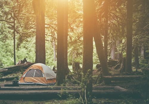 Tent Camping in the Forest Wilderness. Camping Theme.