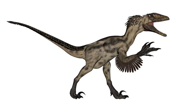 Deinocheirus dinosaur walking and roaring isolated in white background - 3D render