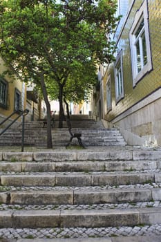 Old stairs in Lisbon  , antique monument in the city, tourism in Portugal