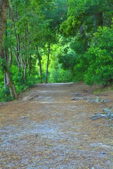 Road in a green forest in the spring