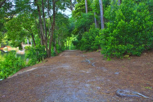 Road in a green forest in the spring