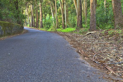 Road in a green forest in the spring