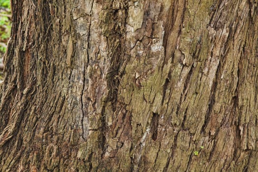 Closeup of the bark of an old tree