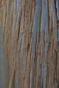 Closeup of the bark of an old tree