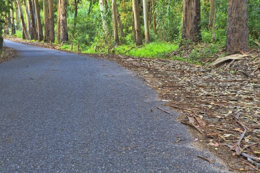 Road in a green forest in the spring