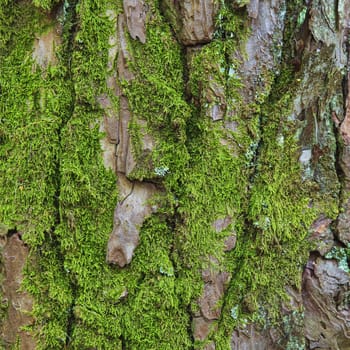 Closeup of the bark of an old tree