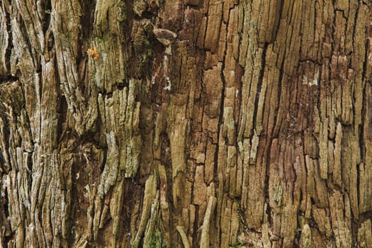 Closeup of the bark of an old tree