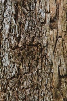 Closeup of the bark of an old tree