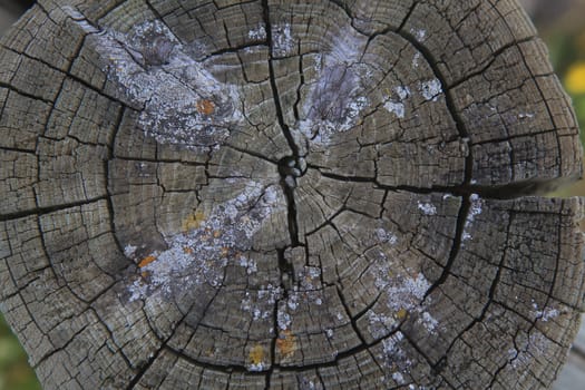 Top view of a cut tree