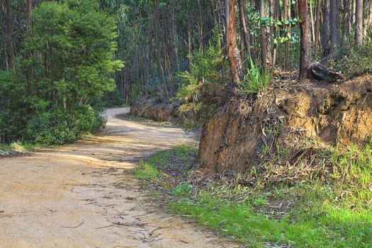 Road in a green forest in the spring