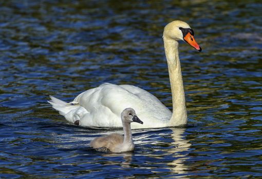 Mute swan, cygnus olor, mother and baby floating on water