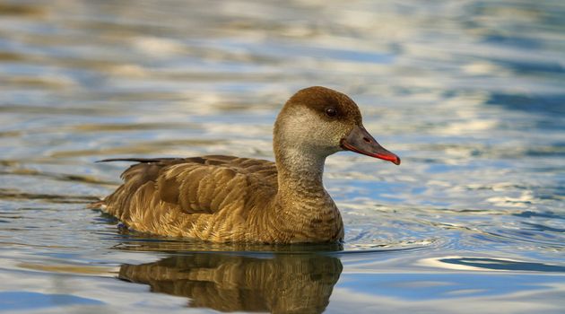 Red-crested female pochard duck, netta rufina, portrait