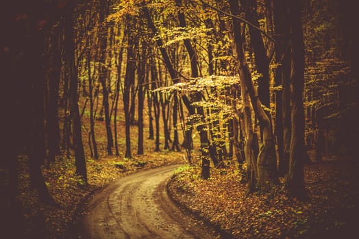 Fall Foliage Scenic Forest Road with Shallow Depth of Field. Autumn Foliage.