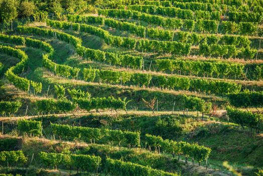 Vineyard Fields in Summer. German Vineyard Plantations.