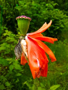 Orange Flower with Falling Petals stock photo