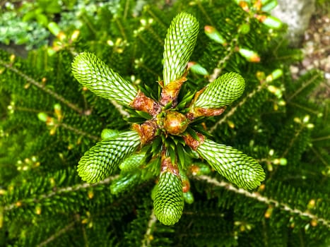 New Cone on a Fir Tree. Close-up stock photo