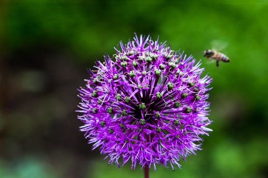 Onion (Allium Giganteum) flower blooming