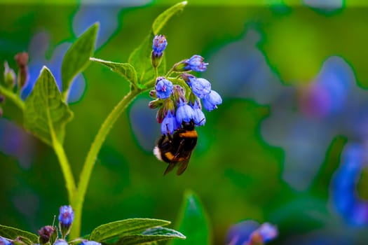 Honeybee on a Blue Flower in springtime
