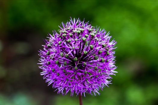 Onion (Allium Giganteum) flower blooming