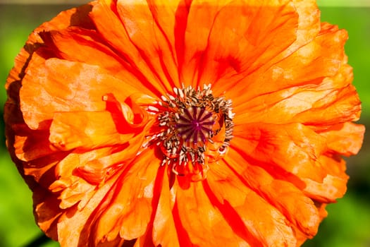 Orange colored Gerbera flower with yellow stamen over green background