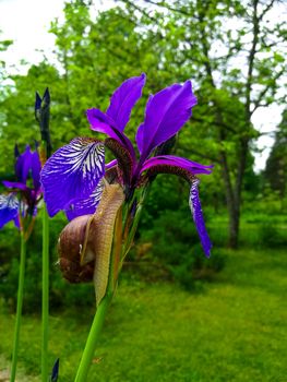 Snail on a Purple Iris flower. Close-up