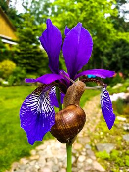 Snail on a Purple Iris flower. Close-up