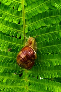 Snail on a tree in the garden. Close-up with green plant background