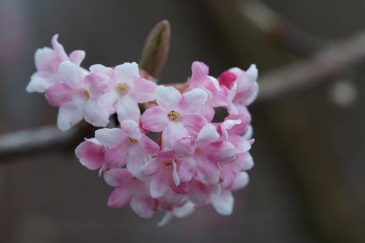 Viburnum, viburnum farreri, flowers of the gardens
