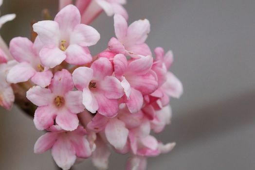 Viburnum, viburnum farreri, flowers of the gardens