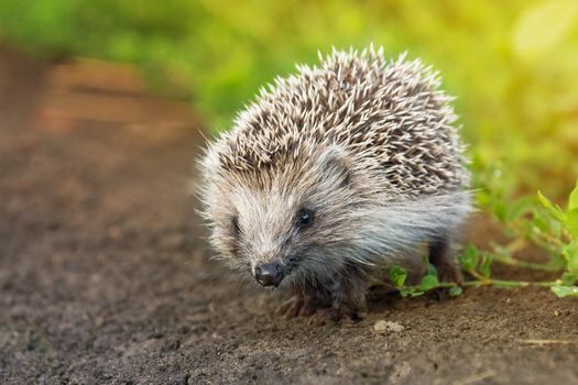 The photograph depicts a small hedgehog in the grass