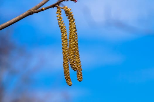 a bud is an ear-ring of tree on a background blue sky