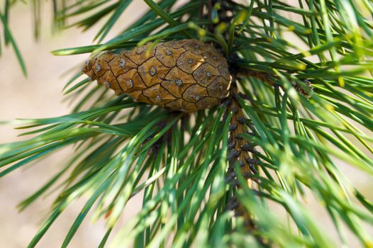 lump on the branch of an evergreen pine