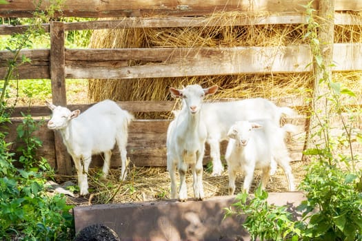 the photograph depicted a goat sitting on the grass