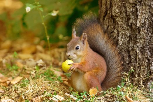 the photograph shows a squirrel on a tree